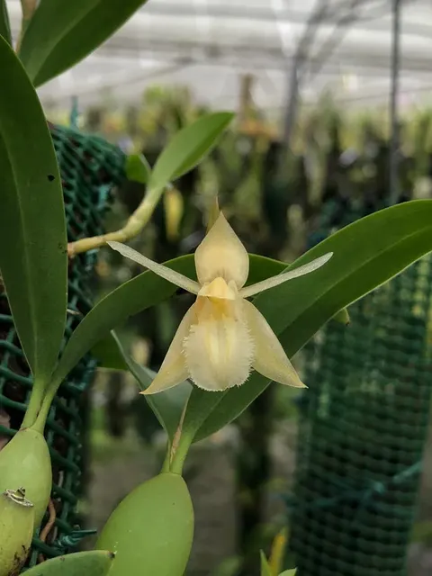 Coelogyne fimbriata alba (Coelogyne)