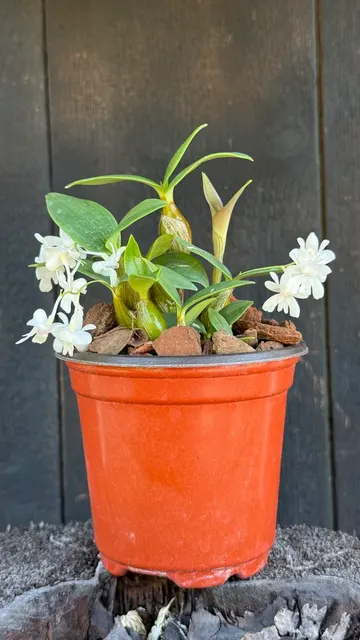 Dendrobium aberrans (Dendrobium)