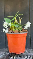 Den. aberrans