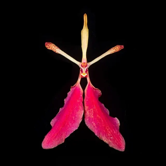 Renanthera imschootiana (Renanthera)