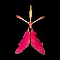 Renanthera imschootiana