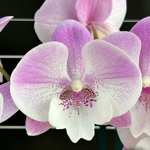 Phalaenopsis Yitong Ping Pong Girl (Phalaenopsis)