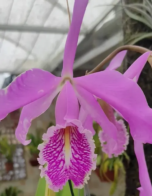 Cattleya maxima 'Coerulea Hector X Tipo'