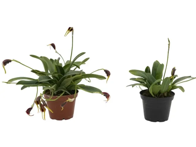 Masdevallia calagrasalis (Masdevallia)