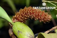 BULBOPHYLLUM CRASSIPES SMALL ORCHID POTTED