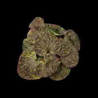 [Bulbs][Import AS-IS] Nervilia plicata 'Varegated' [2.4 BS][July Preorder]