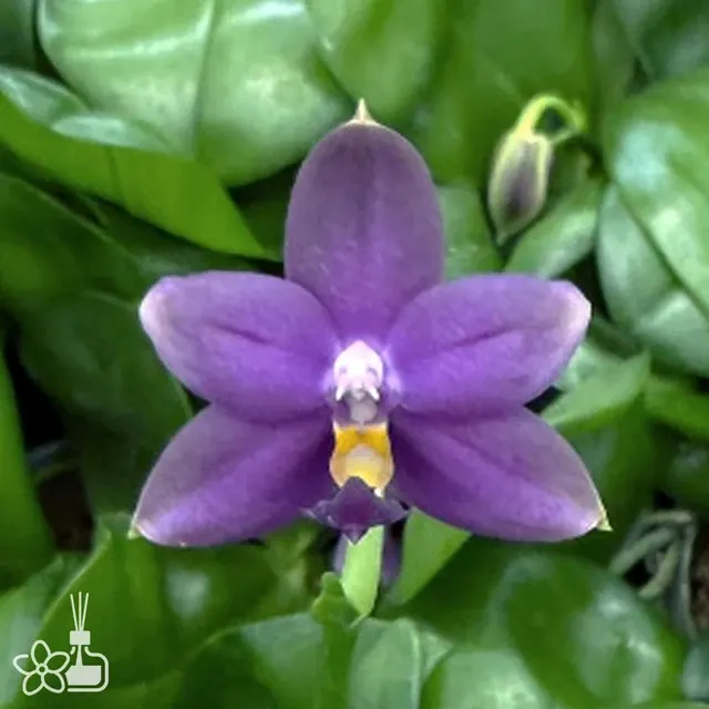 Phalaenopsis violacea × Yaphon Blue Bird