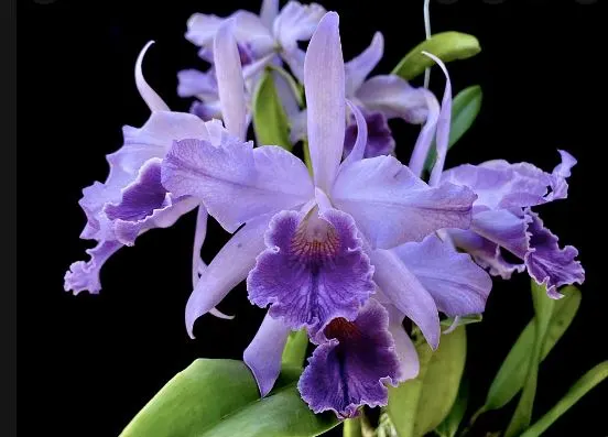 Cattleya Canhamiana Var. Coerulea X Cattleya Maxima Var. Coerulea