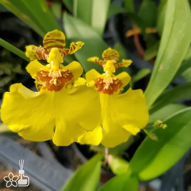 Oncidium Sweet Sugar Golden Shower