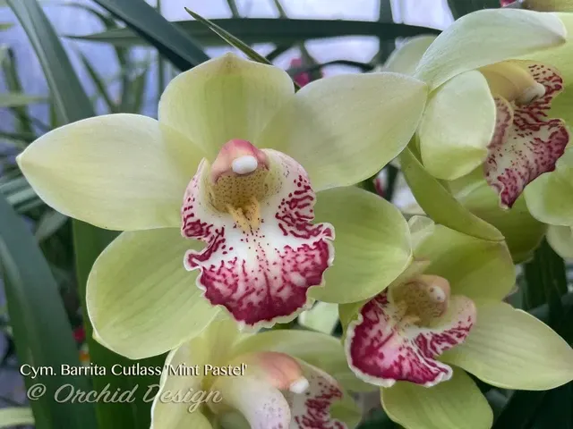 Cymbidium Barrita Cutlass 'Mint Pastel'