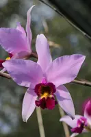 Laelia anceps 'Joao'