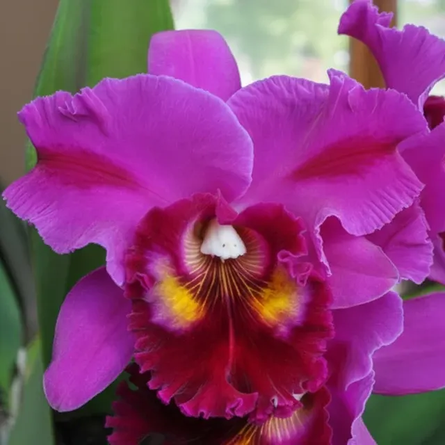 Rhyncholaeliocattleya Marsha T. Tsuruda 'Volcano Queen' (Rhyncholaeliocattleya)