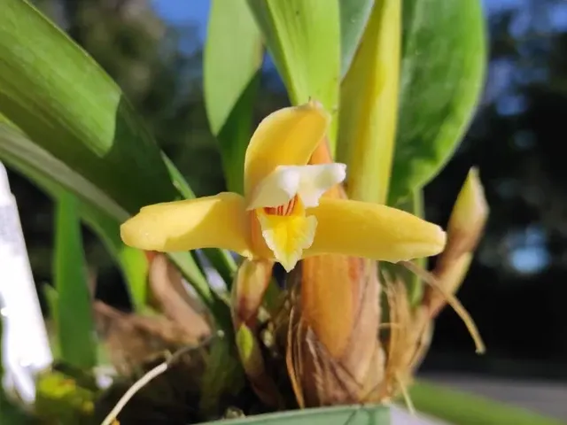 Maxillaria parkeri (Maxillaria)