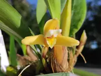 Maxillaria parkeri