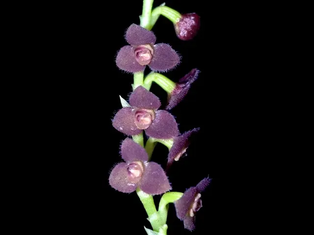 Stelis aprica (Stelis)