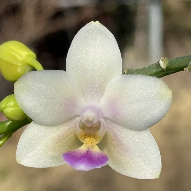 Phalaenopsis SWR Snowflake 'M413' (Phalaenopsis)