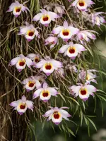 Dendrobium falconeri