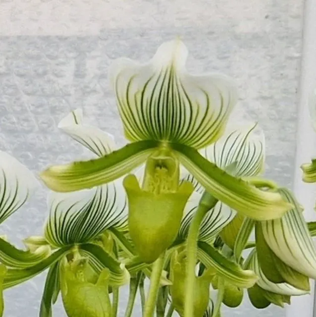 Paphiopedilum maudiae 'AMCO' x Vogue Paradise '#7'