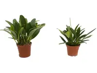 Masdevallia portillae (Big)