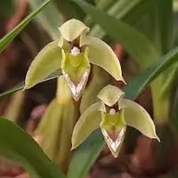 Maxillaria cerifera — BS / Nonblooming
