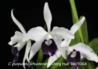 C. purpurata x sib (fma. schusteriana 'C.H.' SM x werkhauserii) (C2195) (Cattleya - - purpurata )