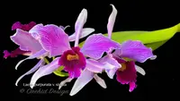 Cattleya (Laelia) purpurata v. Striata