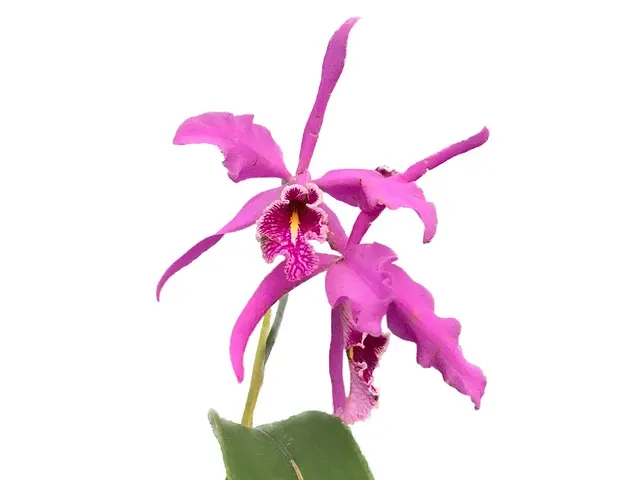 Cattleya maxima 'La Churonita' (Cattleya)