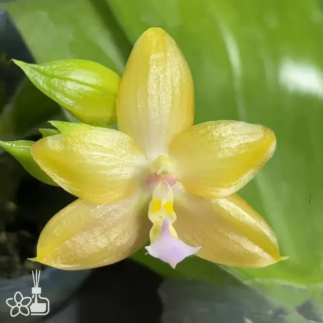 Phalaenopsis Grapefruit Pudding
