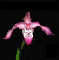 Phragmipedium Incan Treasure (kovachii x longifolium)