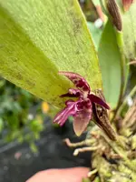 Pleurothallis talpinaria