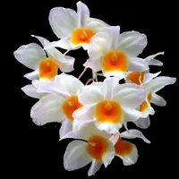 Dendrobium farmeri