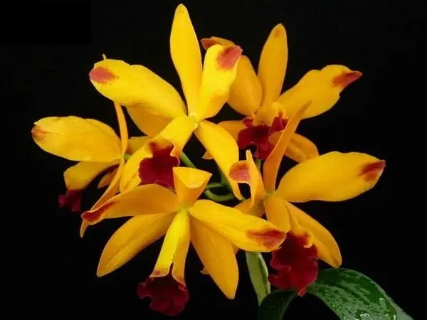 Laeliocattleya Tropical Trick Machado