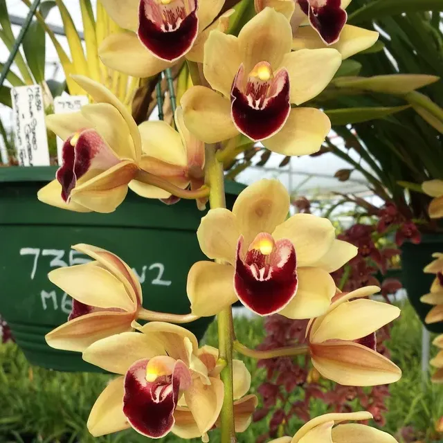 Cymbidium Satisfaction 'Golden Beauty'