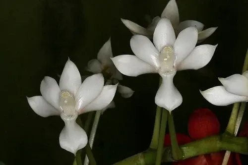 Angraecum buyssonii