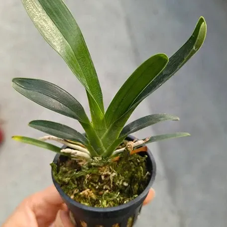 Angraecum magdalenae (Angraecum)