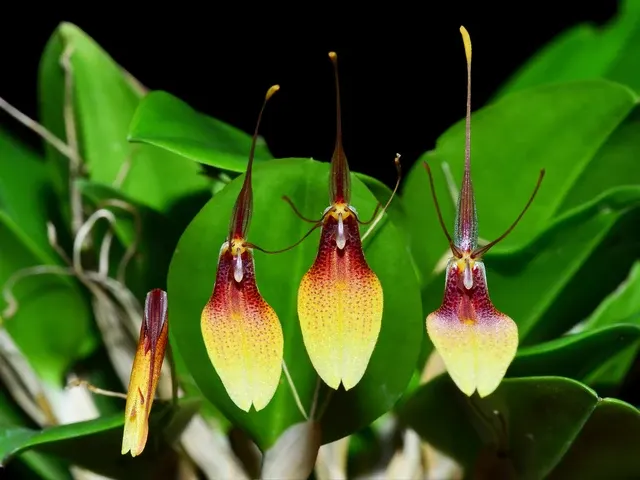 Restrepia trichoglossa xanthina (Restrepia)