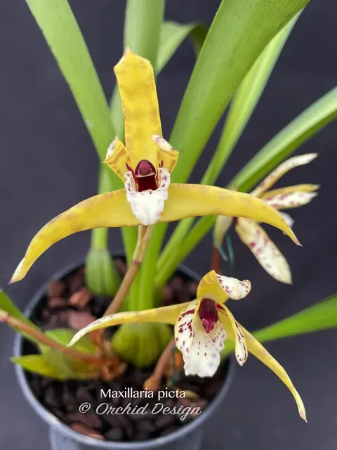 Maxillaria picta (Maxillaria)