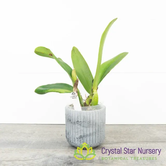 Rhyncholaeliocattleya Lady Gaga 'Paparazzi'