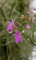 Oerstedella centradenia