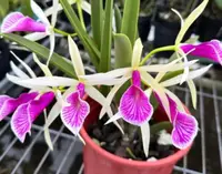 Bc. Clear Stars 'Burst Crack Lip' (YD157) (Hybrid)