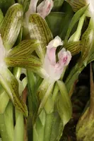 Galeottia ciliata