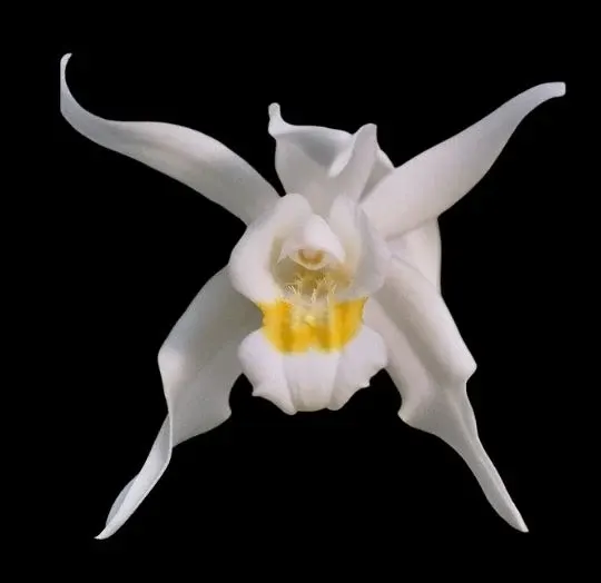 Coelogyne mossiae (Coelogyne)