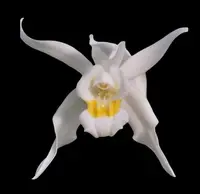 Coelogyne mossiae