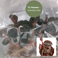 Anoectochillus roxburghii 'Gold Heart' (TC Plantlet) - Preorder