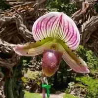 Paph. Holdenii 'Best X Paph. Holdenii 'Jumbo'