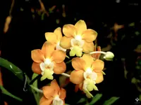 V. denisoniana