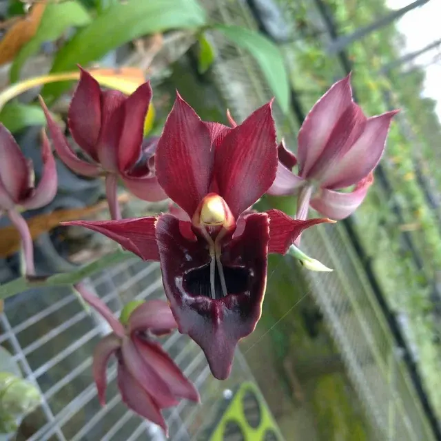 Catasetum Jumbo Carnival