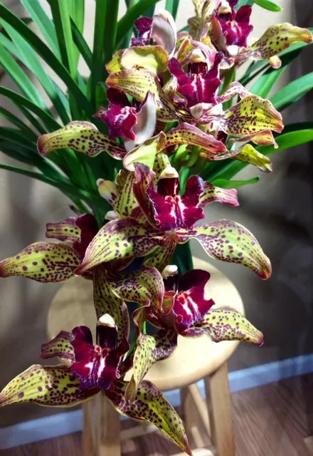 Cymbidium Kiss Rose X Death Wish Spanish Fly