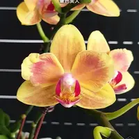 [Bare-root][Import AS-IS] #PA# Phal. Miki Rendering Yellow 暈色美人 [2.5" BS][Sept Preorder 26]