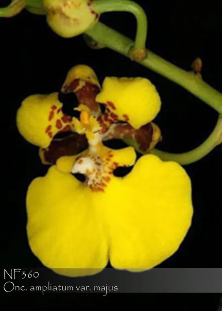 Rossioglossum ampliatum var. majus (Rossioglossum)